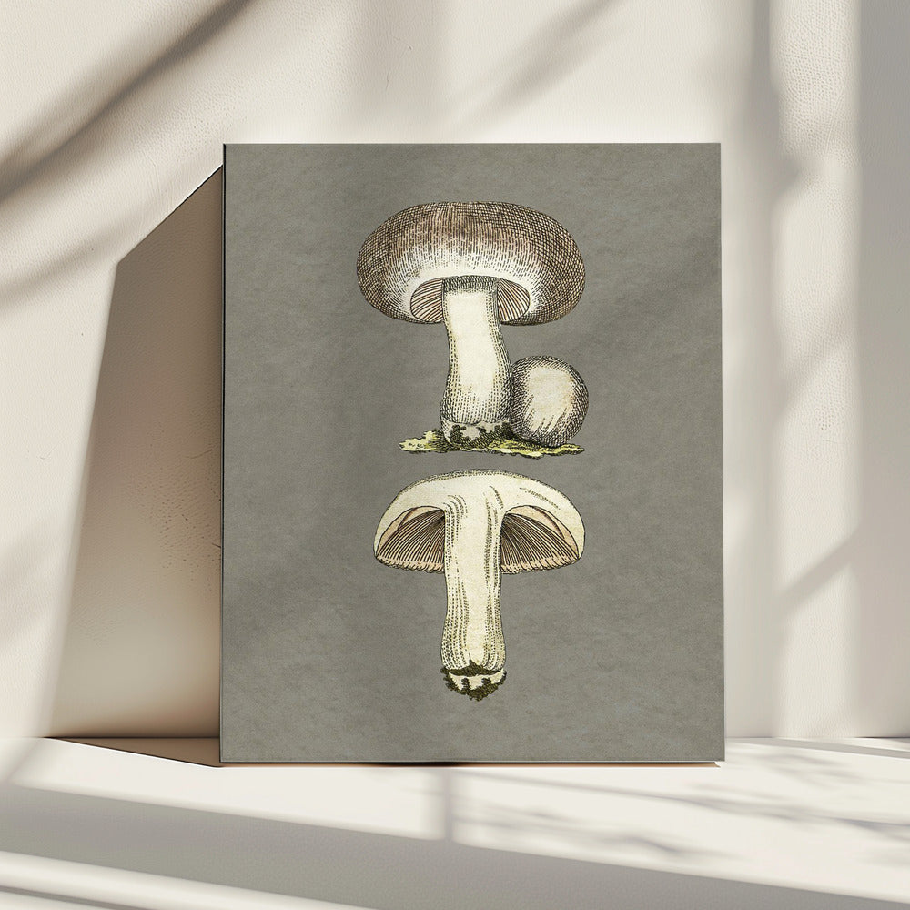 Veldpaddestoel | Canvas
