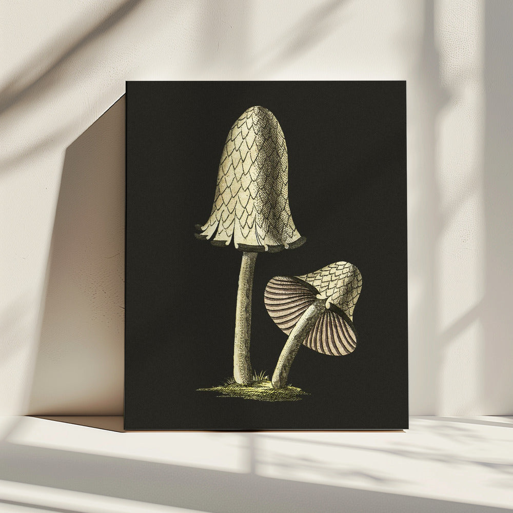 Vintage Inky Cap eetbare paddenstoel zwarte achtergrond | Canvas