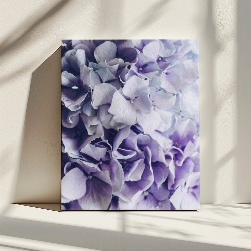 Vibrant Purple Hydrangea Flowers | Canvas