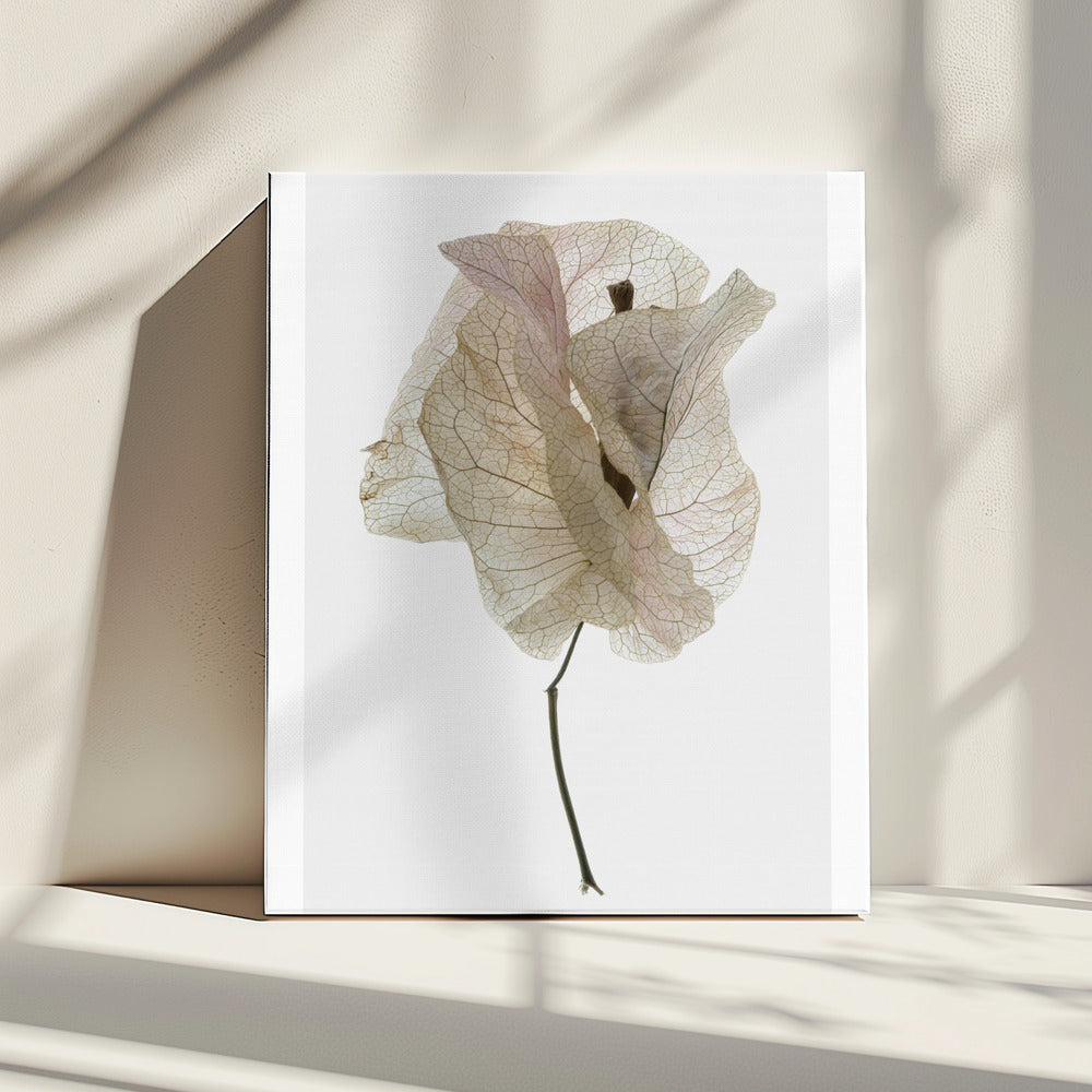 Bloemblaadjesfluistering | Canvas
