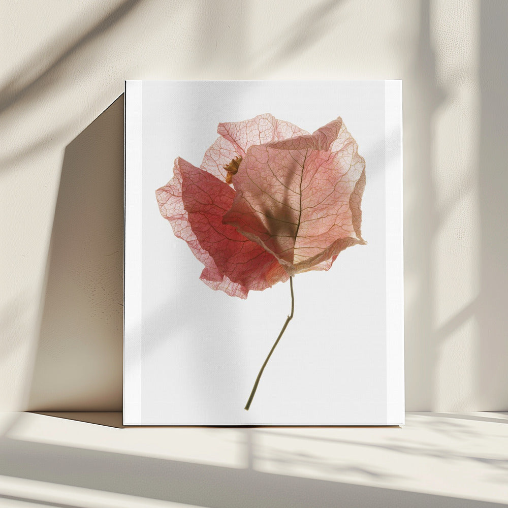 Bloemblaadjesfluistering | Canvas
