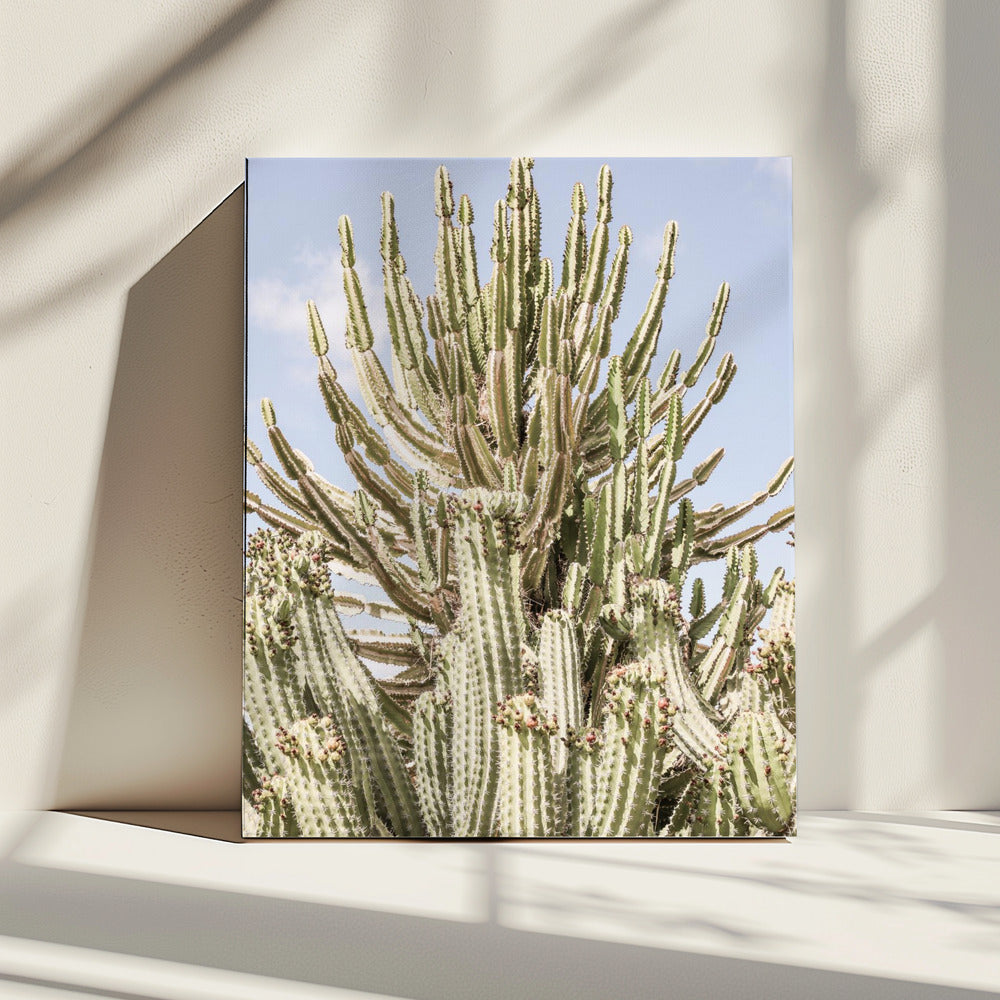 Cactussymfonie | Canvas