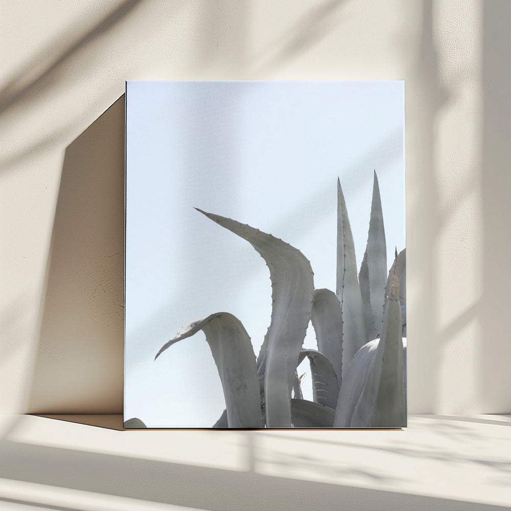 Azuurblauwe Agave Dromen | Canvas