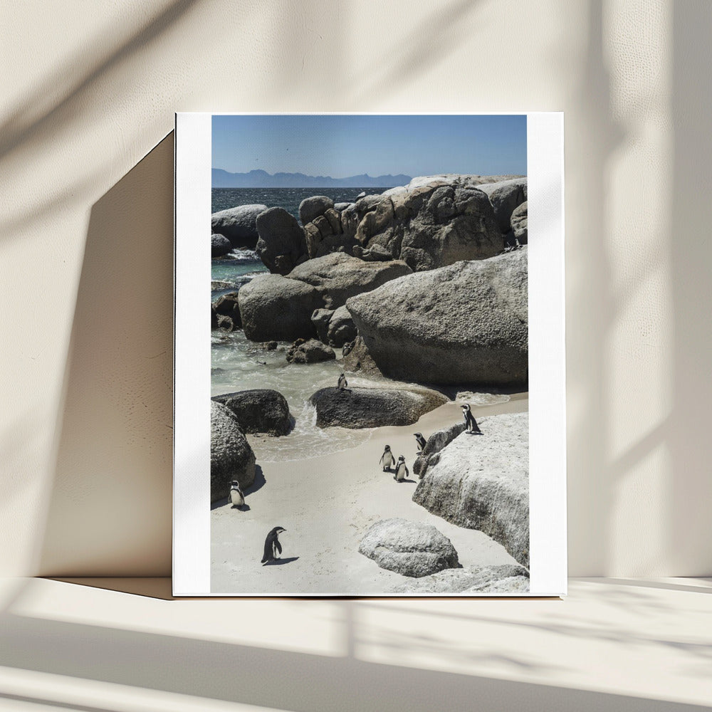 Kustwandeling van pinguïns | Canvas