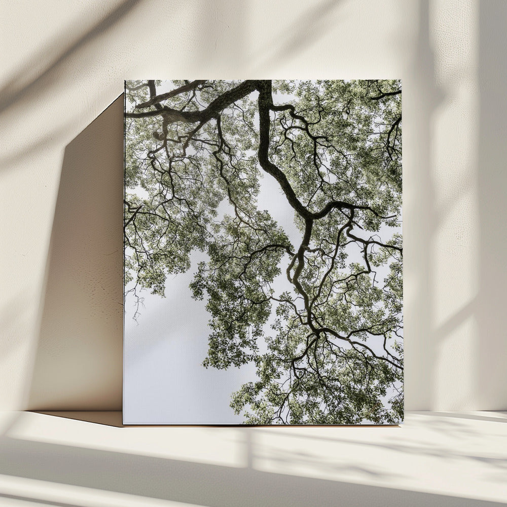 Ethereal Canopy | Canvas