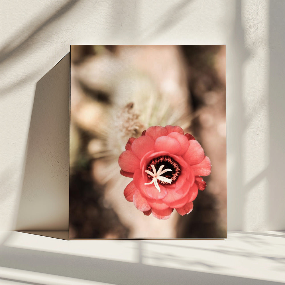 Woestijnbloei Dans | Canvas