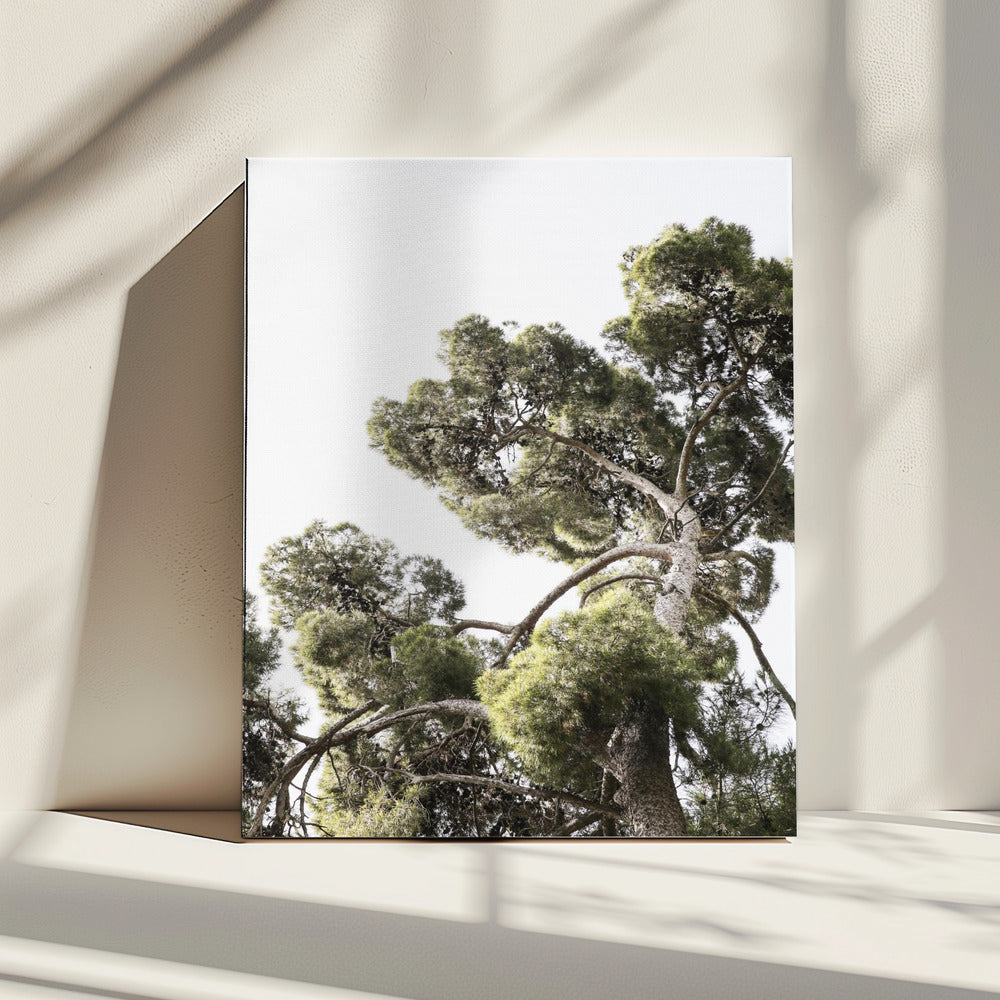 Torenhoge dennen | Canvas