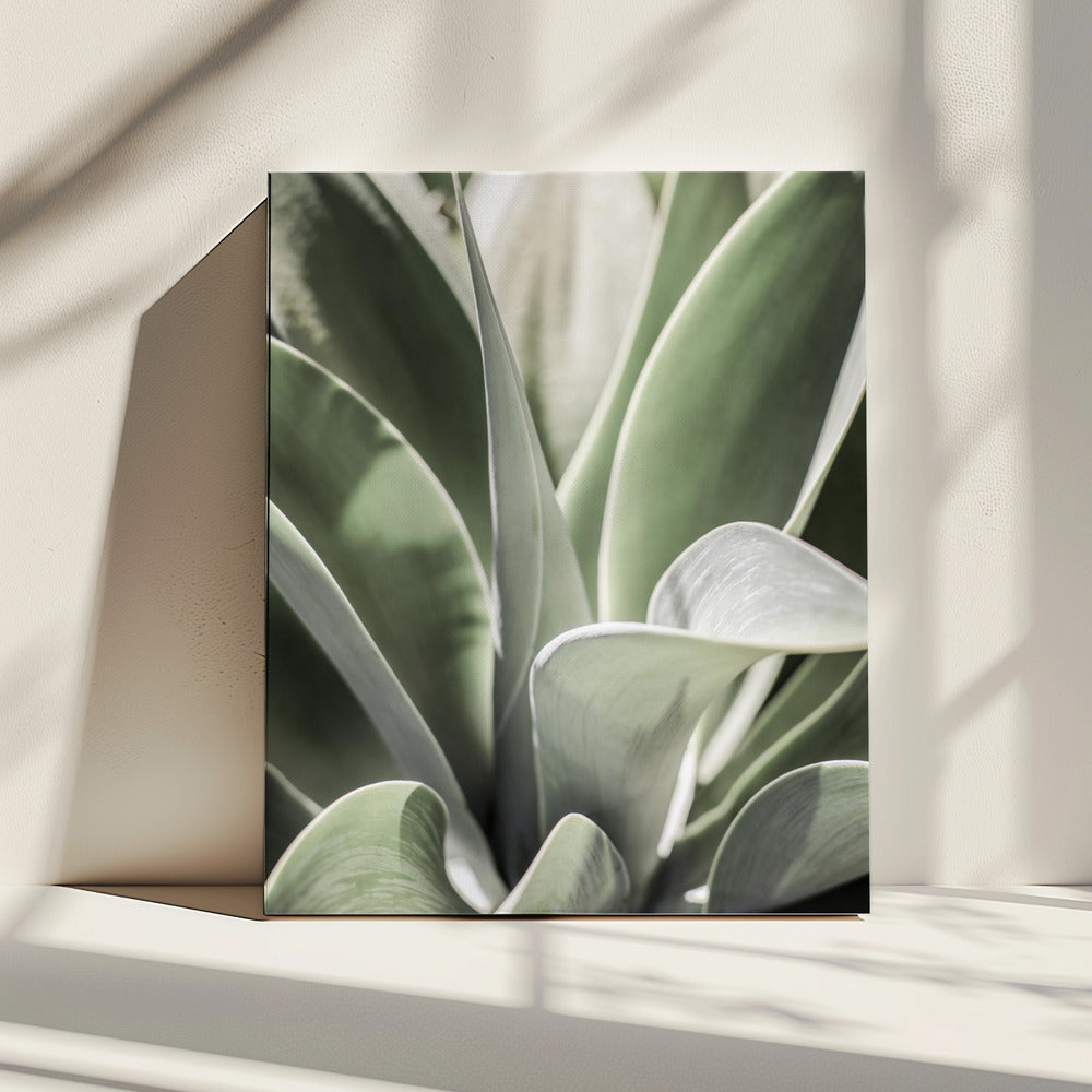 Agave Fluister | Canvas