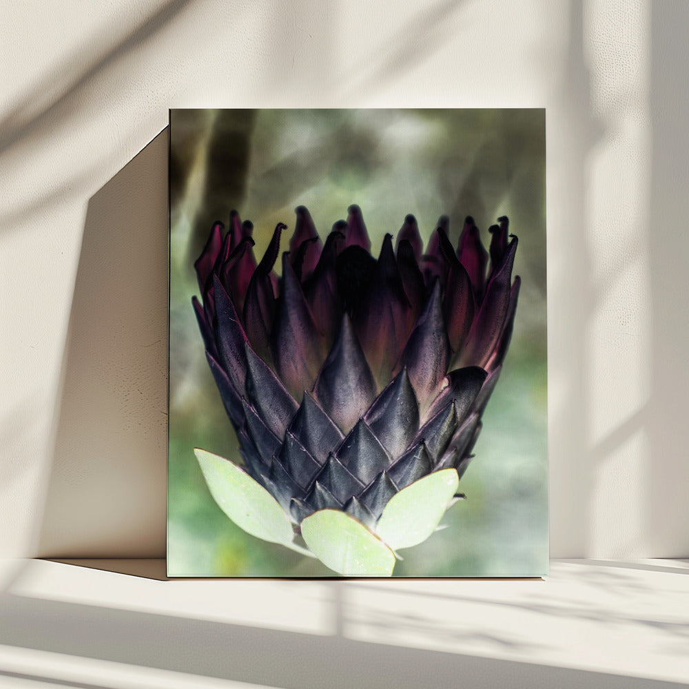 Schaduwrijke Bloesem | Canvas