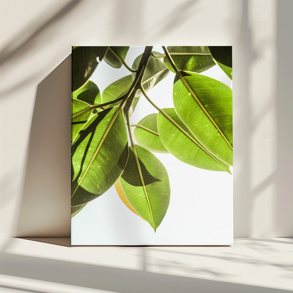 Zonovergoten bladeren | Canvas