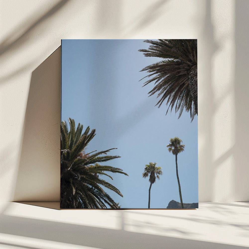 Zonnig Palm Heights | Canvas
