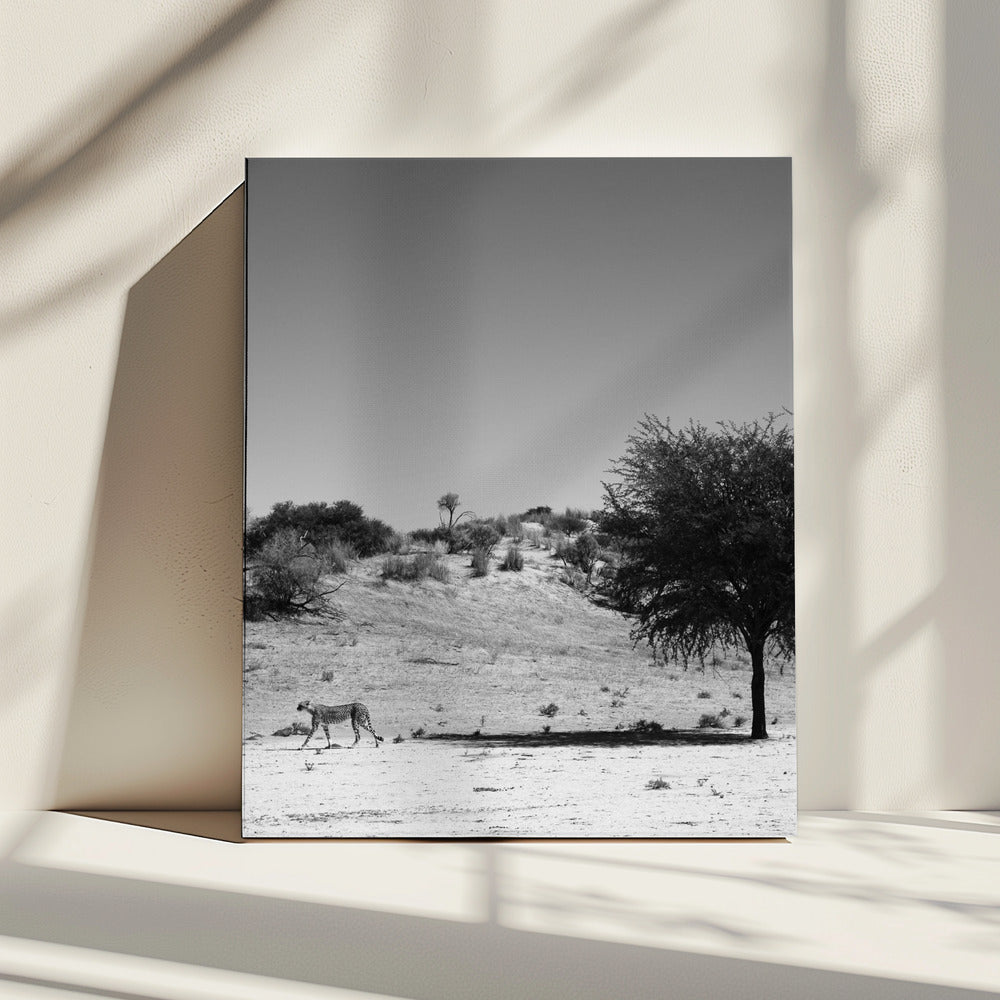 De eenzaamheid van de cheeta | Canvas
