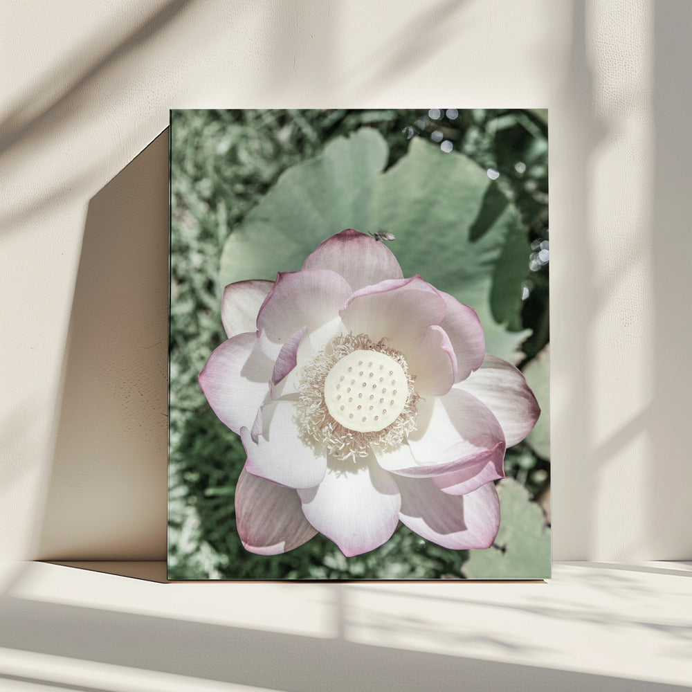 Lotus Sereniteit | Canvas