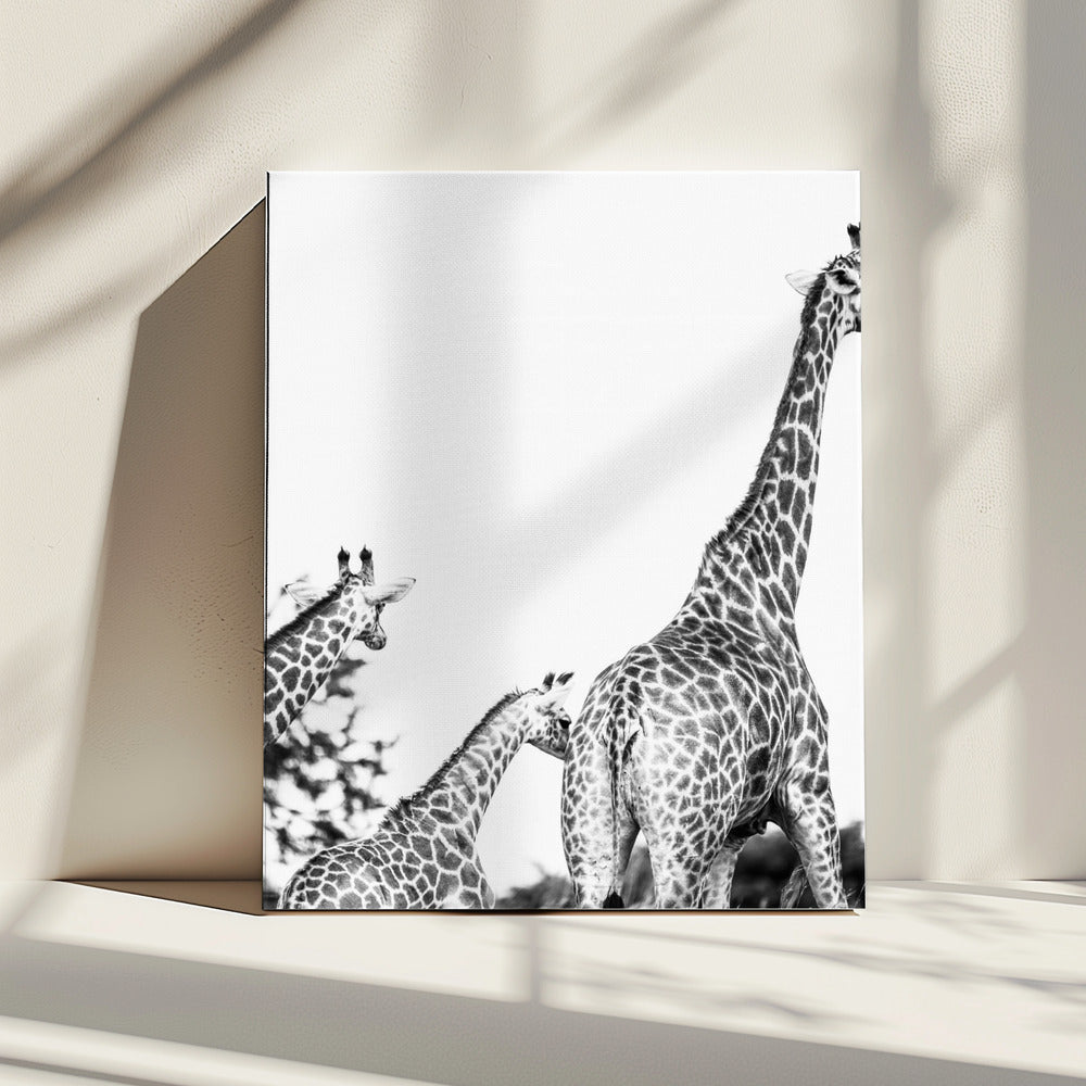 Wandeling met giraffenfamilie | Canvas