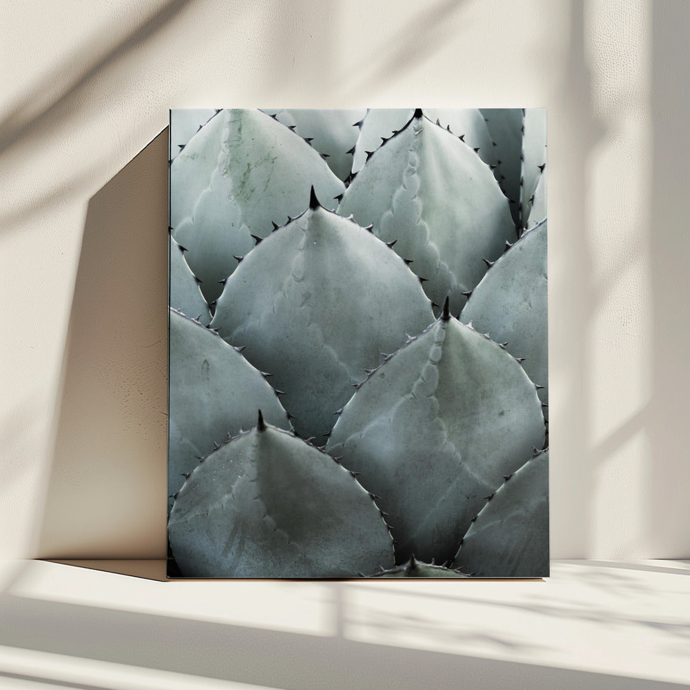 Agave Symmetrie | Canvas