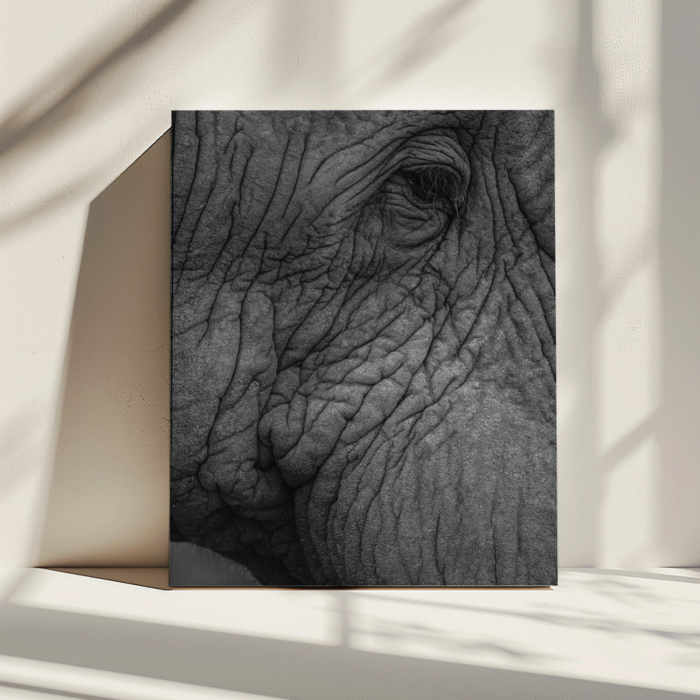 Olifantenwijsheid | Canvas
