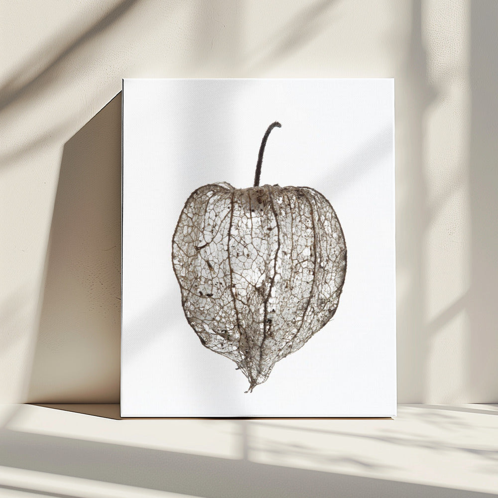De sluier van de kwetsbare natuur | Canvas