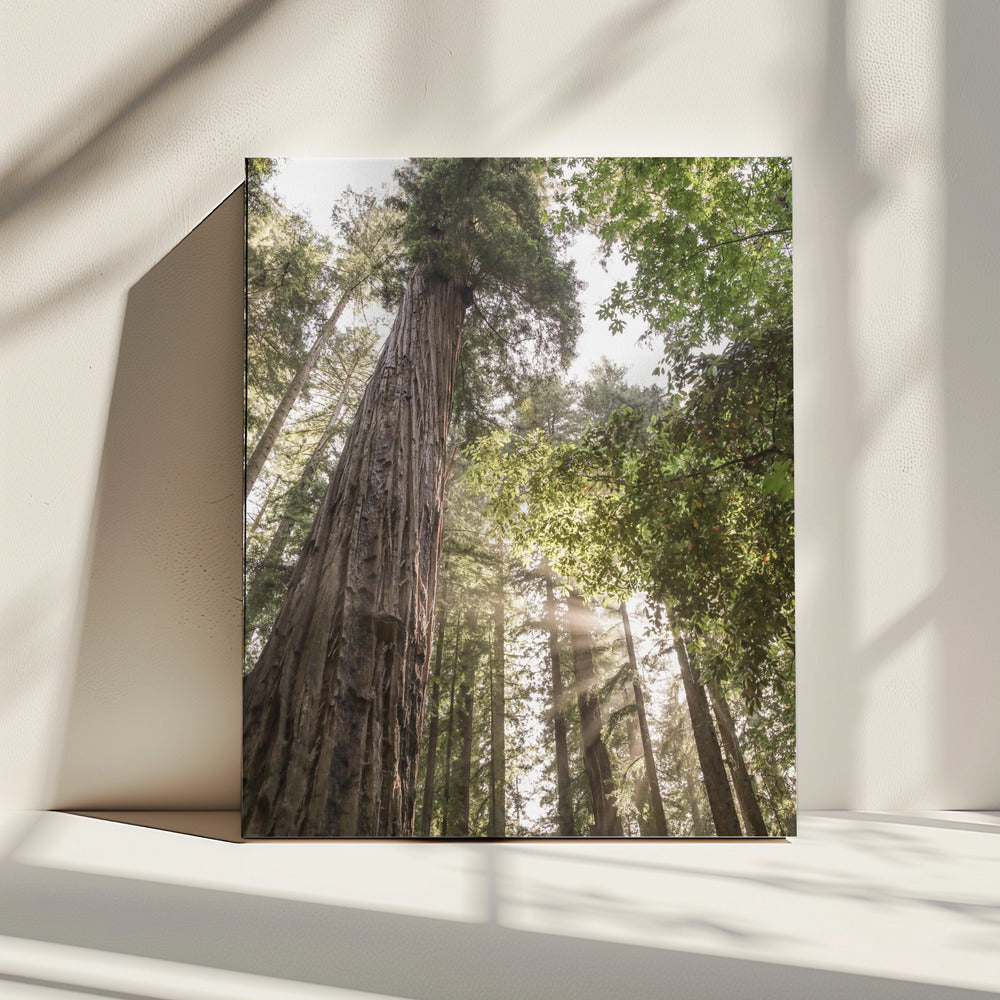 Torenhoge sequoia's | Canvas