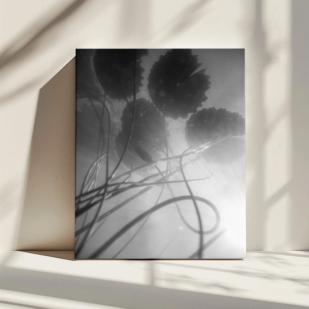 Waterlelie | Canvas