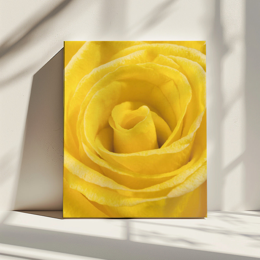 gele roos | Canvas