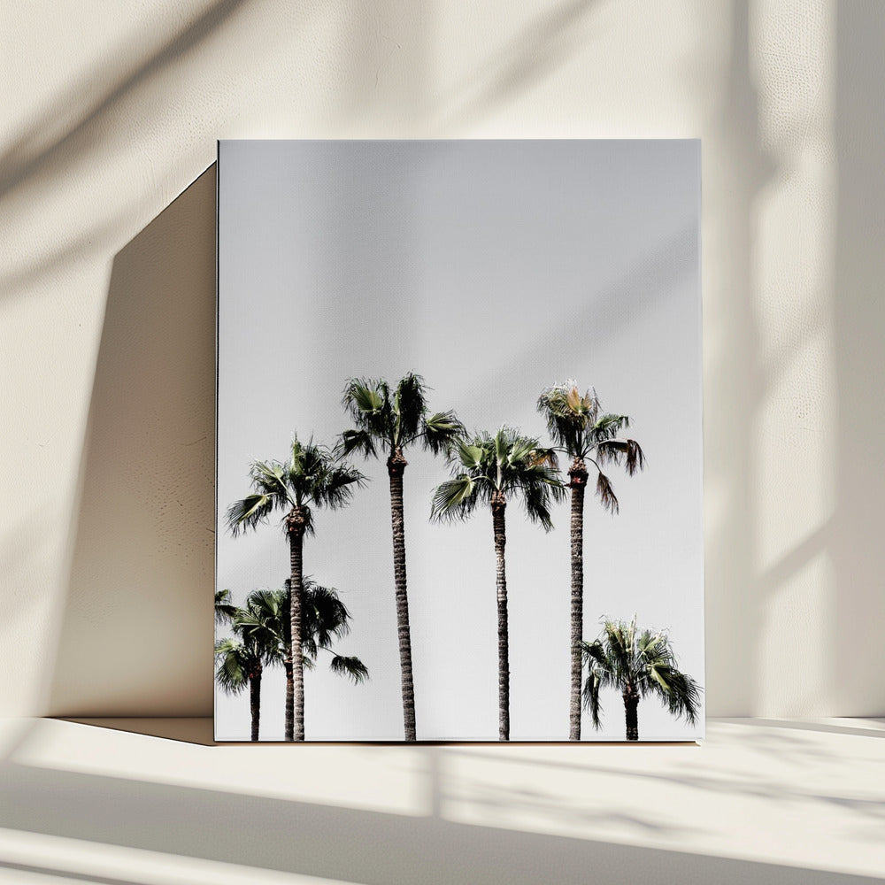 Palm Trees 5 | Canvas