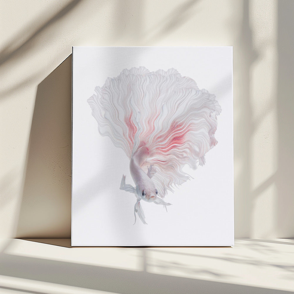 Wortel Betta | Canvas
