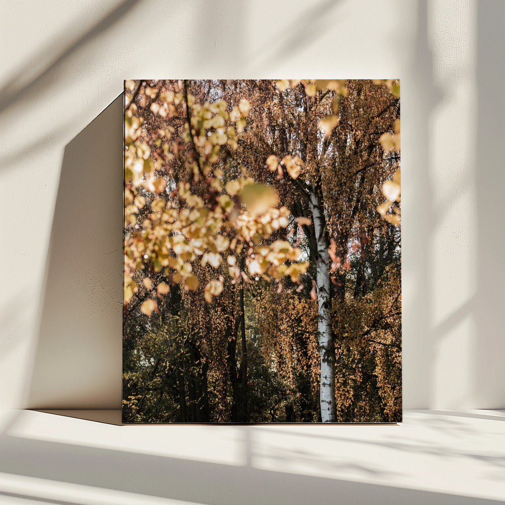 Autumn Birch Tree | Canvas