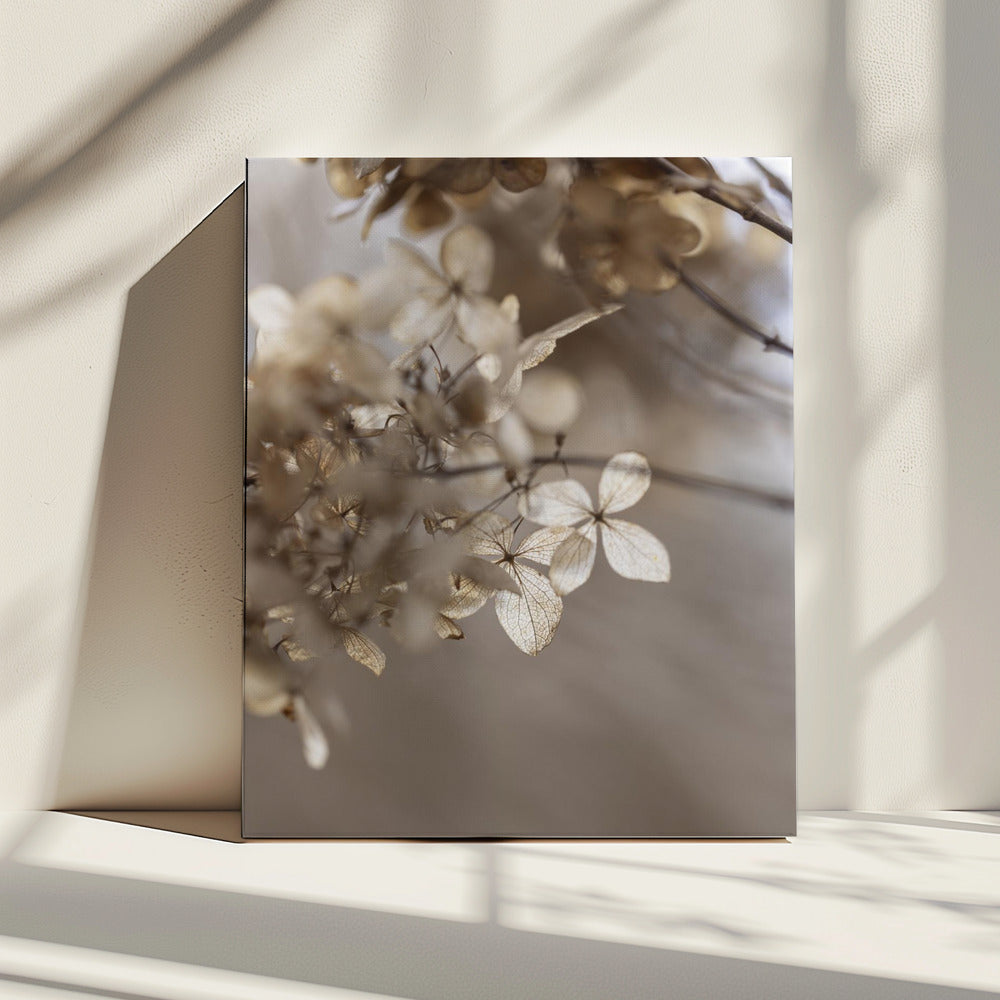 Hydrangea 1 | Canvas