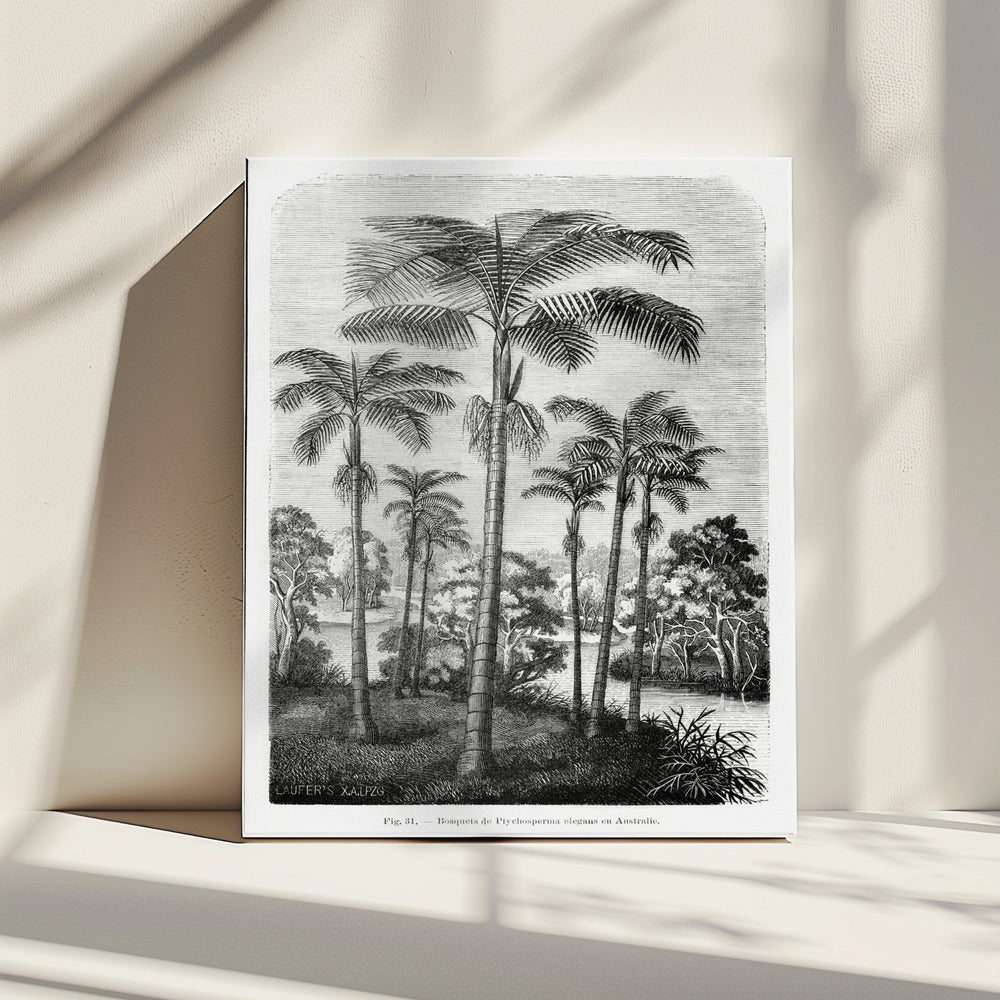 Vintage palmboom tekening II | Canvas