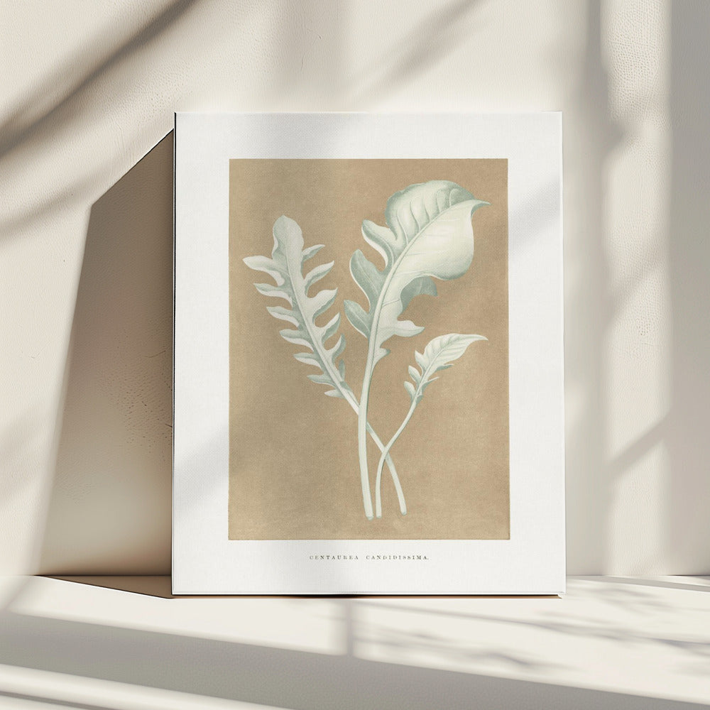 Centaurea Candidissima-bladillustratie | Canvas