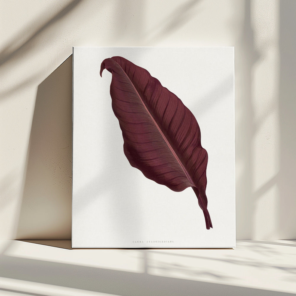 Roze Canna Atronigricans bladillustratie | Canvas
