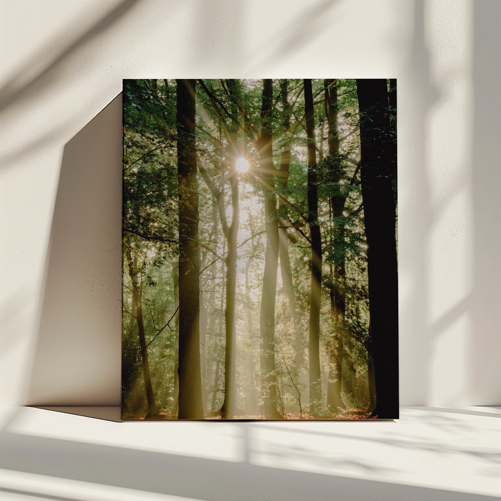 Zonnestralen door het bos | Canvas