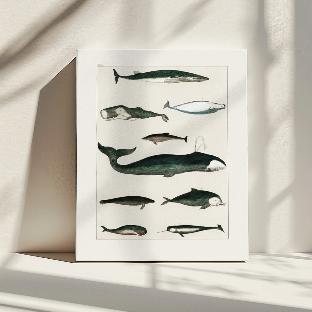 Vintage Whale Poster | Canvas
