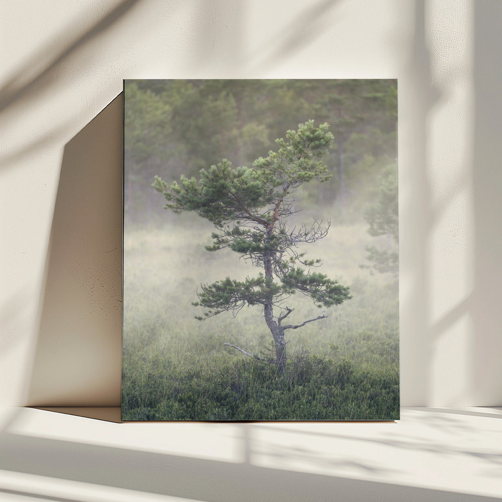 Dsf1453 | Canvas