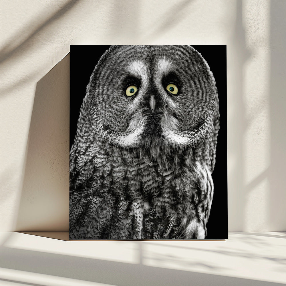 Uil | Canvas