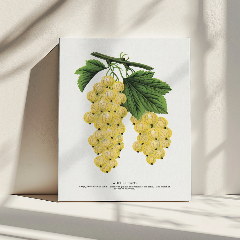 Witte druivenlitho | Canvas