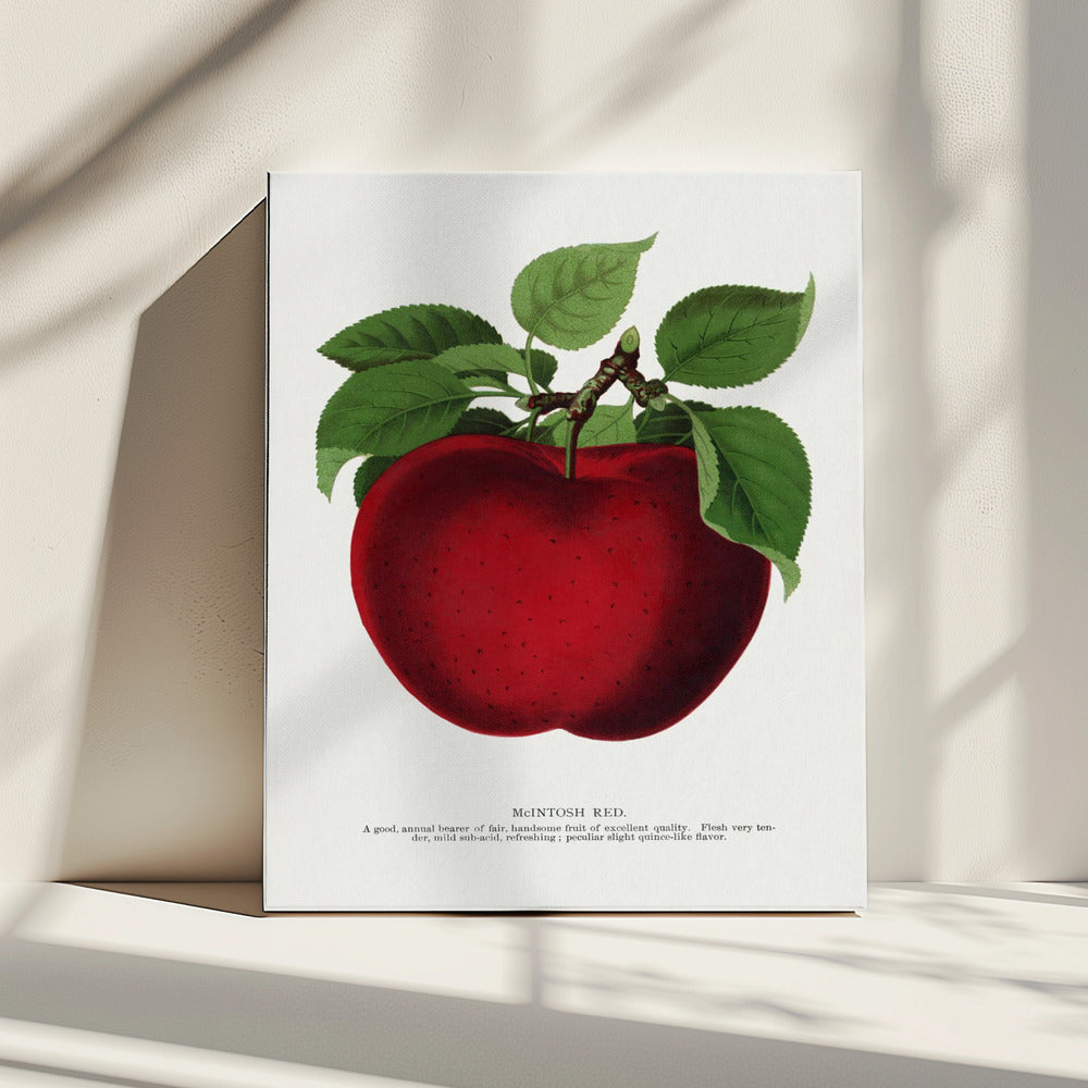 Mcintosh Red Apple Lithografie | Canvas