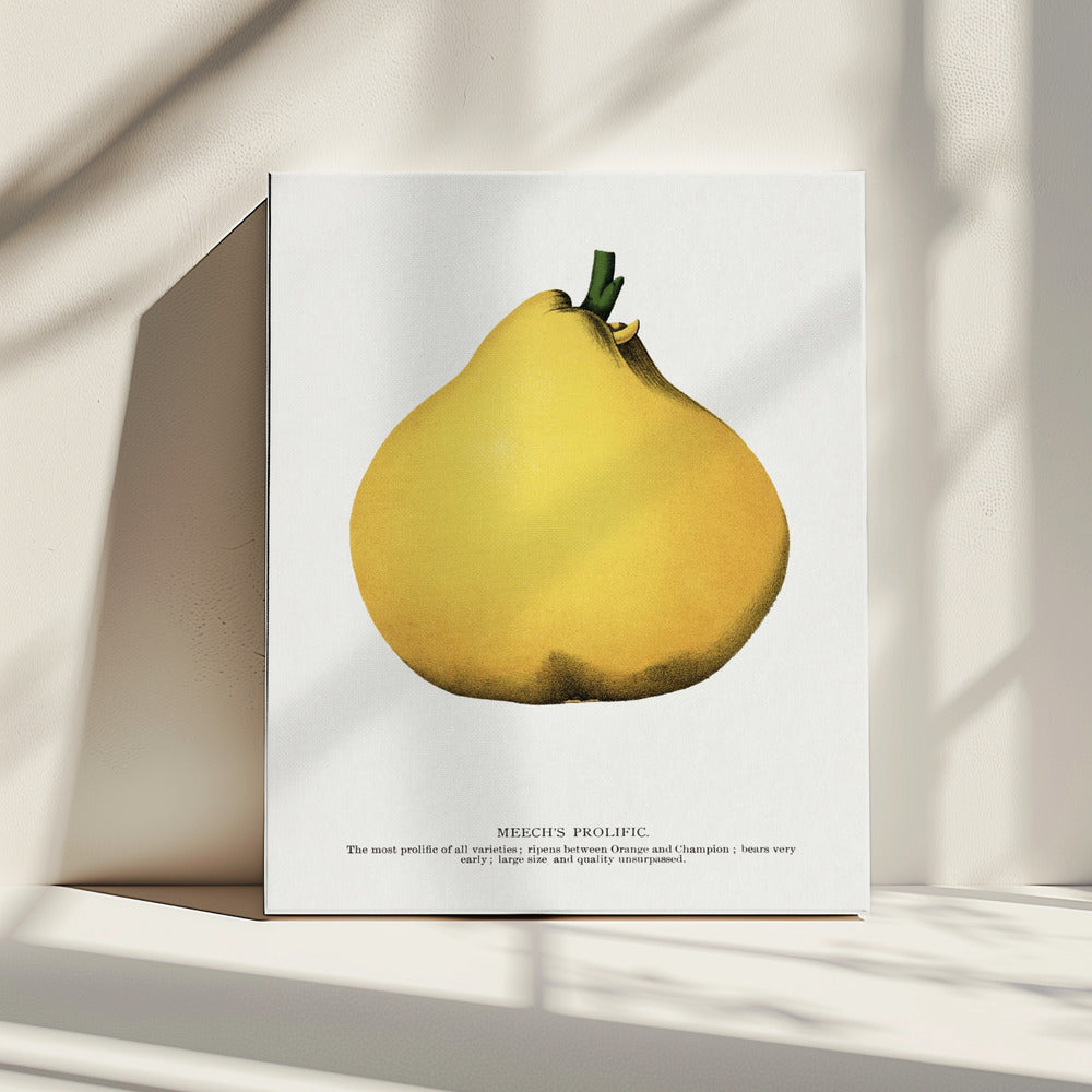 Meech's Prolific Pear Lithografie | Canvas