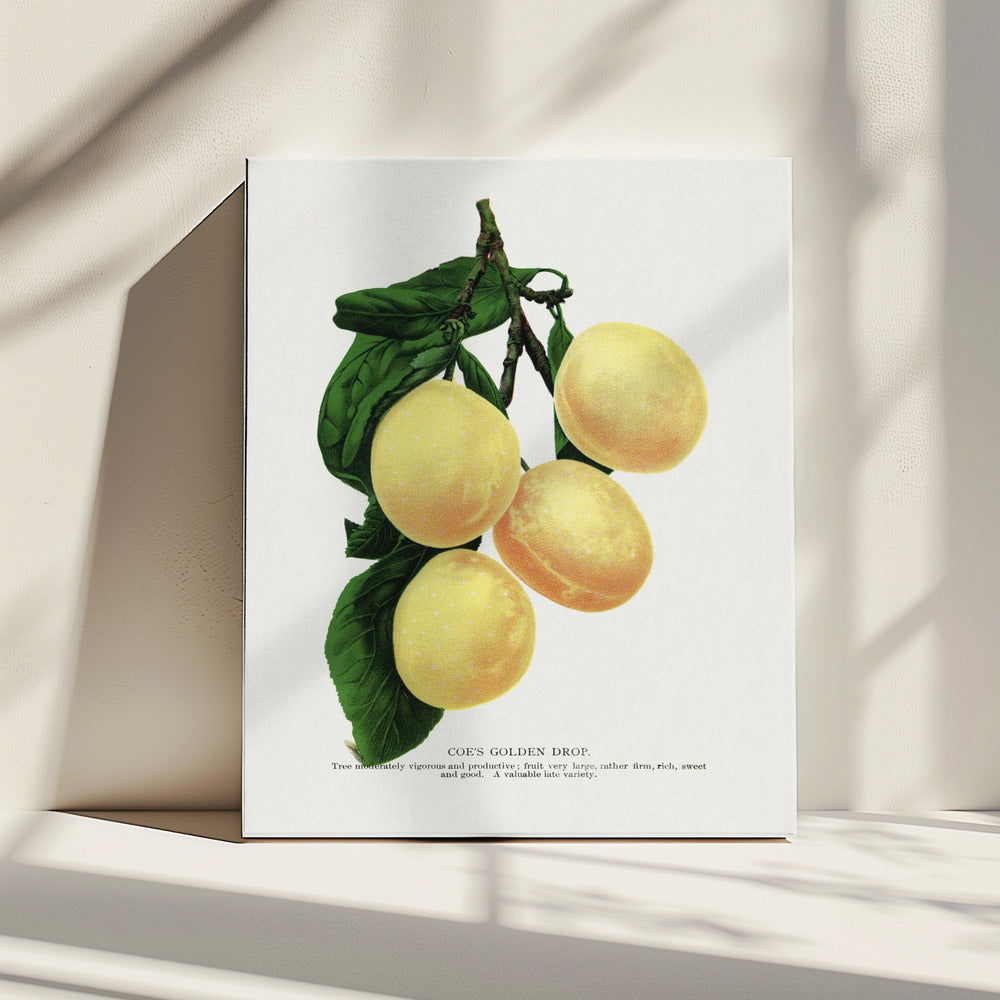 Coe's Golden Drop Plum Lithografie | Canvas