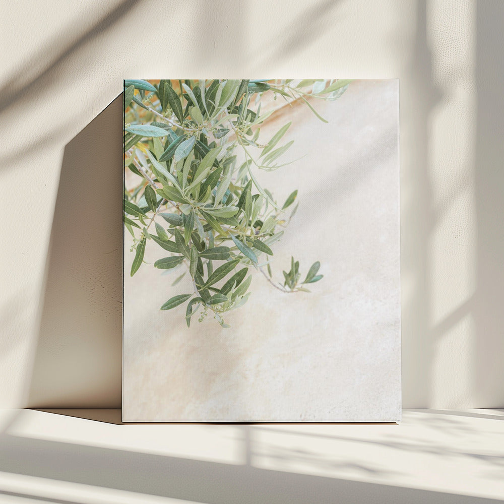 Olijfboombladeren | Canvas