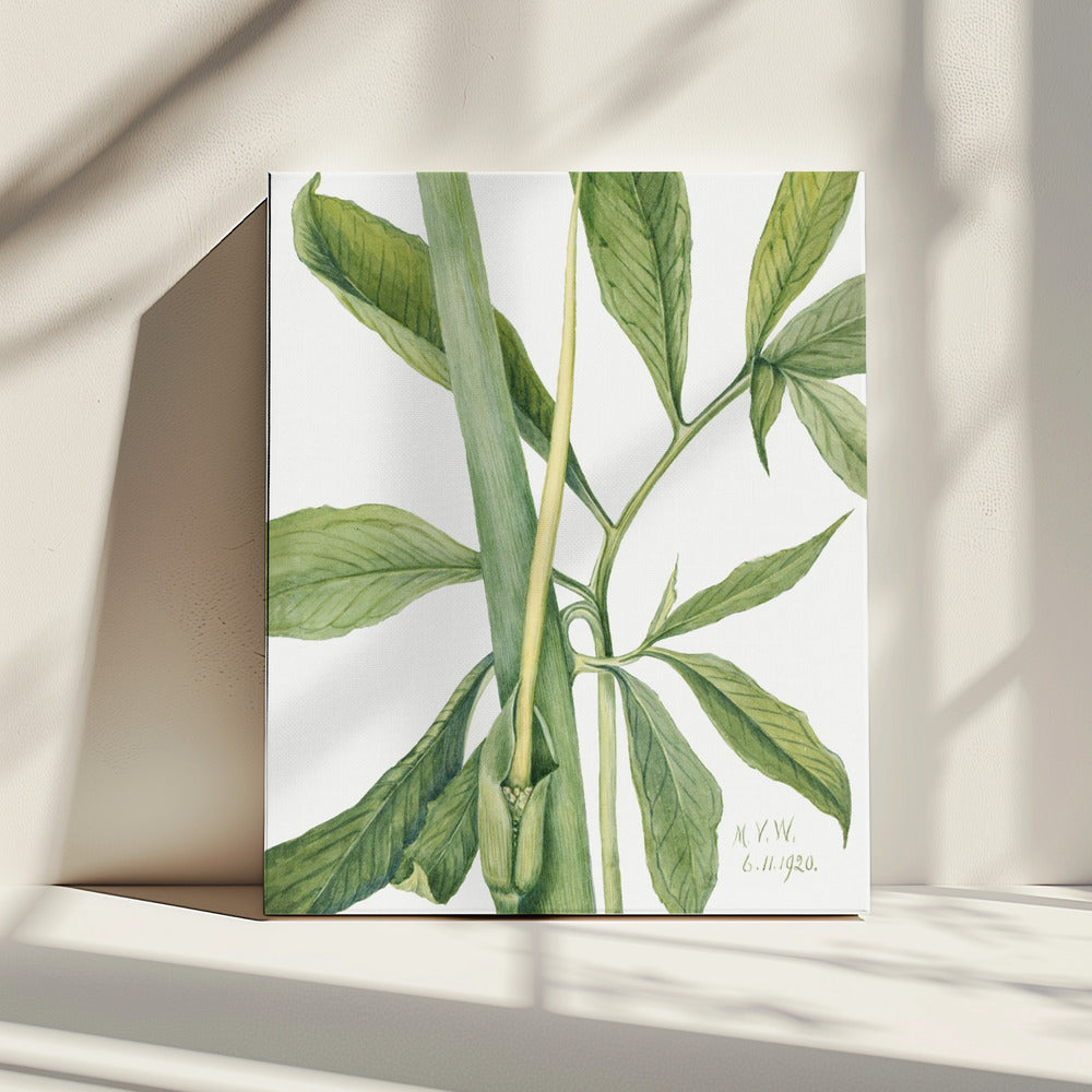 Groene Draak (1920) | Canvas