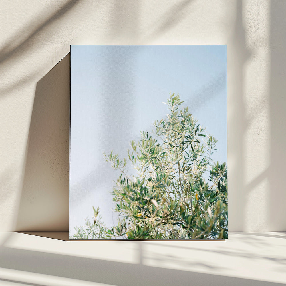Olijven in Ostuni | Reisfotografie Italië | Canvas