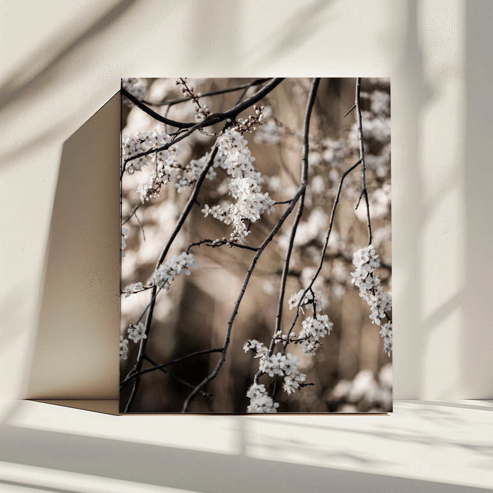 Lentetakken 1 | Canvas