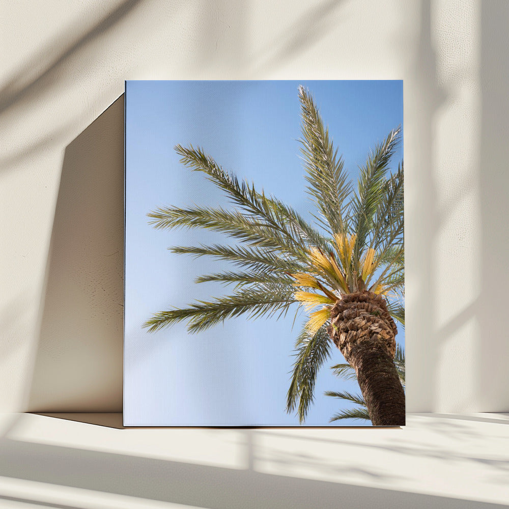 Vejer de La Frontera Palmboom | Canvas