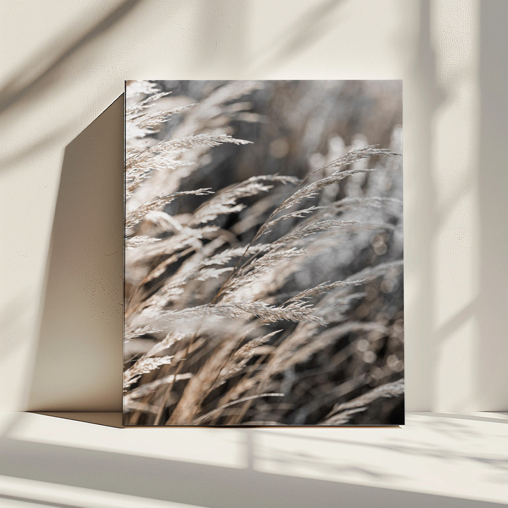 Gras 28 | Canvas