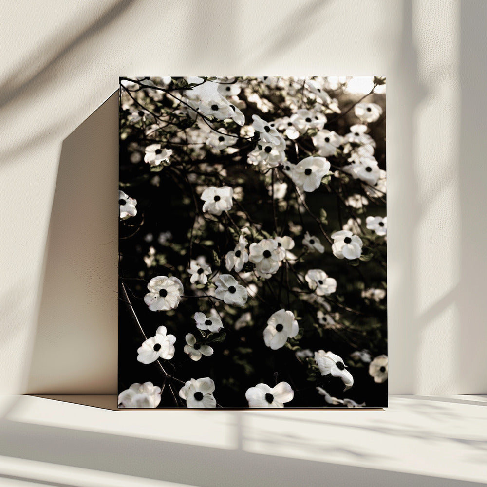 Witte Lenteboom 5 | Canvas