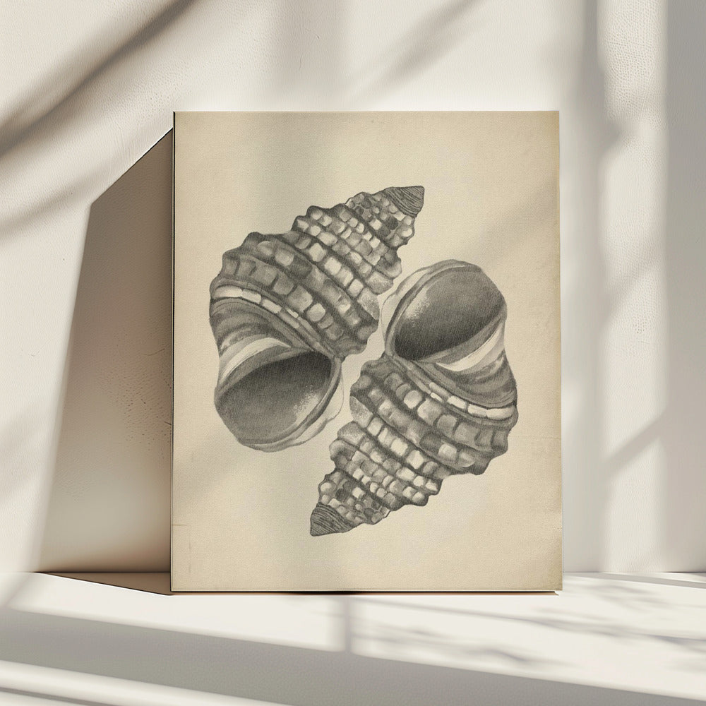 Schelpen | Canvas