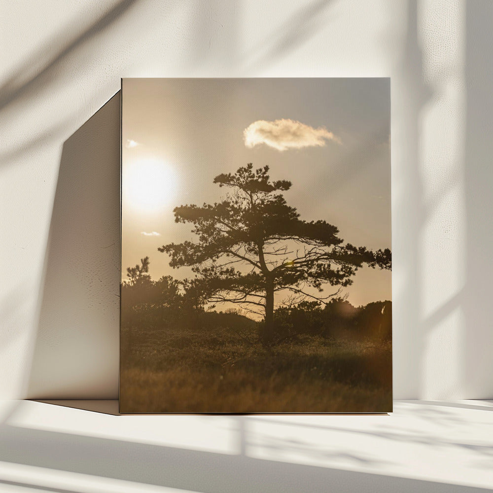 Boom in de duinen 1 | Canvas