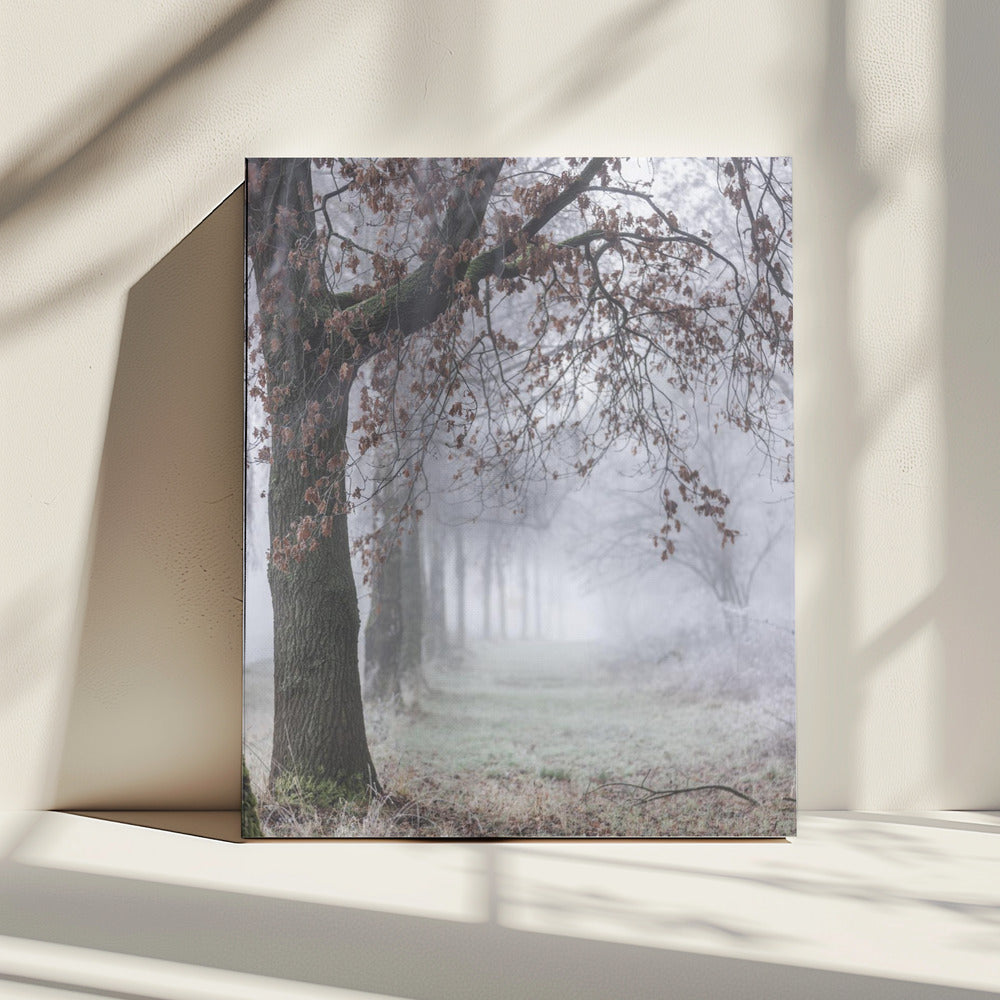 Mistige winterochtend 3 | Canvas