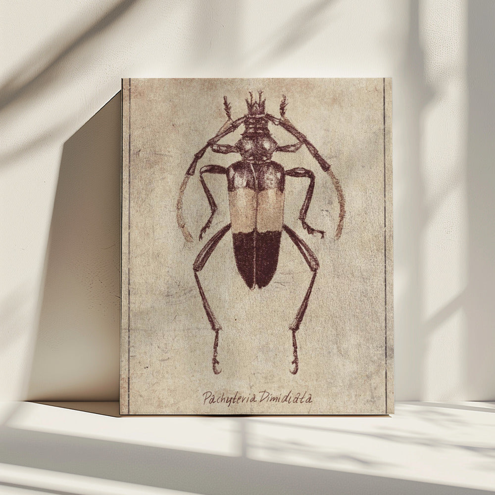 Vintage insectenschets | Canvas